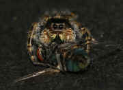 jumping spider 9-26-06 on black paper.jpg (135609 bytes)