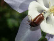 junebug in flower just about to fall.jpg (136421 bytes)