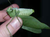 katydid abdomen view.jpg (125881 bytes)