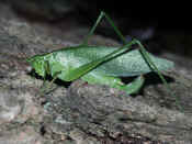 katydid climbing up tree head in focus 2.jpg (133577 bytes)