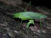 katydid laying egg.jpg (149358 bytes)