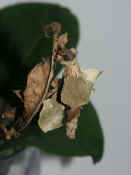 leaf caterpillar head turned left body partly exposed.jpg (121772 bytes)