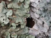 lichen closeup dark hole.jpg (105043 bytes)