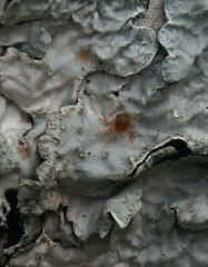 lichen closeup spider mite best cropped.jpg (102333 bytes)