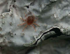 lichen closeup spider mite best cropped twice.jpg (85463 bytes)