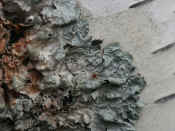 lichen closeup spider mite best.jpg (106463 bytes)