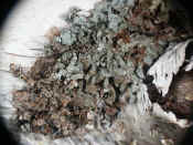 lichen infinite closeup 3.jpg (114852 bytes)