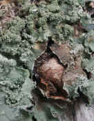 lichen infinite closeup 4 cropped.jpg (118574 bytes)