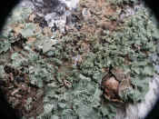 lichen infinite closeup 4.jpg (127269 bytes)