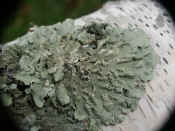 lichen infinite closeup flat lichen.jpg (111118 bytes)