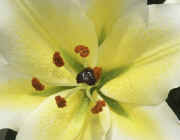 lily front view cropped.jpg (93822 bytes)