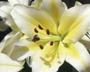 lily full view cropped.jpg (111800 bytes)