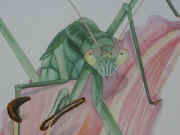 mantis closeup.jpg (117195 bytes)