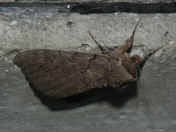 moth 2.jpg (131106 bytes)