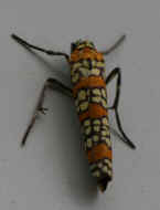 moth 8-24-06 orange black and cream 1.jpg (108078 bytes)