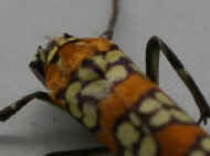 moth 8-24-06 orange black and cream head fuzz.jpg (116095 bytes)