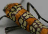 moth 8-24-06 orange black and cream scales in focus.jpg (107421 bytes)