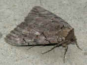 moth on bridge second time.jpg (141154 bytes)