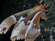 moth on tree trunk 2.jpg (142767 bytes)