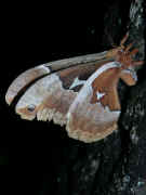 moth on tree trunk 4.jpg (169721 bytes)