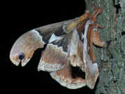 moth on tree trunk.jpg (152176 bytes)