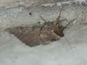 moth.jpg (113031 bytes)