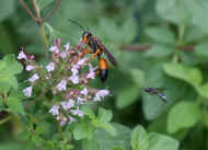 orange and black wasp 8-24-06 with other wasp in midair.jpg (141129 bytes)