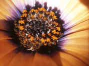orange daisy purple center closeup color adj copy.jpg (99304 bytes)