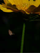 orbweaver in midair under flower better flower worse spider.jpg (118213 bytes)