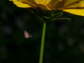 orbweaver in midair under flower cropped adj.jpg (143258 bytes)