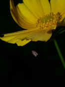orbweaver in midair under flower head tucked under.jpg (114183 bytes)