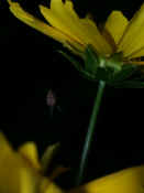 orbweaver in midair under flower legs in focus flowers at bottom.jpg (113834 bytes)