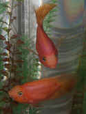 parrotfish together one sideways.jpg (142744 bytes)