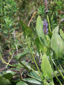 purple flowers and bee.jpg (115047 bytes)