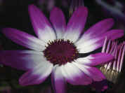 purpletipped flower closeup.jpg (142685 bytes)