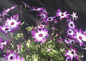 purpletipped flowers full view cropped.jpg (141295 bytes)