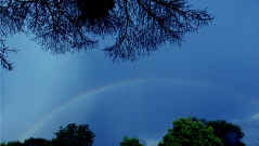 rainbow almost in entirety with pine branches above.jpg (168392 bytes)