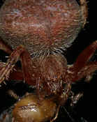 red spider front view cropped twice.jpg (125746 bytes)