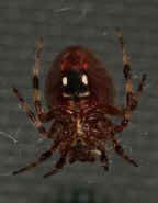 red spider underside best cropped.jpg (121073 bytes)