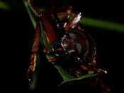 reddish brown beetle on leaf in air facing forward.jpg (149480 bytes)