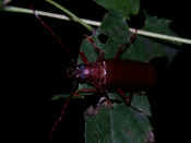 reddish brown beetle on leaf in air facing left 4.jpg (129051 bytes)