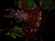 reddish brown beetle on leaf in air facing left.jpg (130989 bytes)