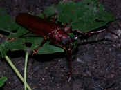 reddish brown beetle on leaf in soil facing right.jpg (134586 bytes)