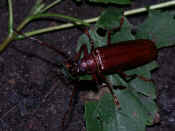 reddish brown beetle on leaf in soil.jpg (149560 bytes)