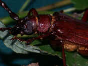 reddish brown beetle on leaf underside hairs showing 2.jpg (131515 bytes)