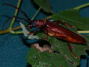 reddish brown beetle on leaf underside hairs showing.jpg (145510 bytes)