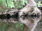 scary roots from the inside 2.jpg (137252 bytes)