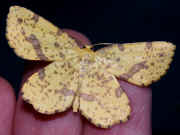 small yellow moth.jpg (145740 bytes)