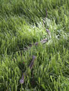 snake in grass.jpg (130172 bytes)