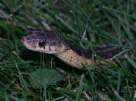 snake in grass.jpg (149212 bytes)